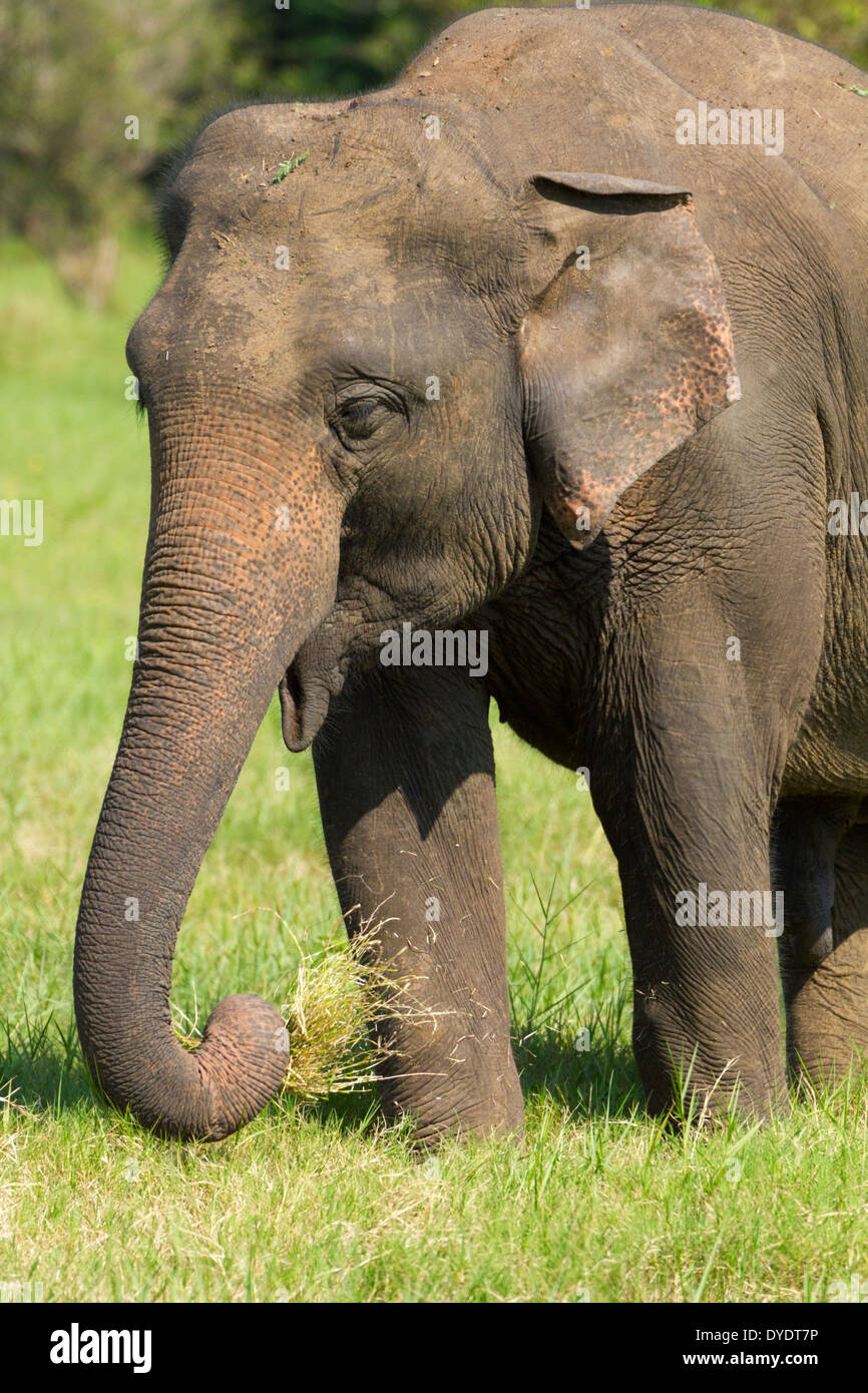 Wild Elephants in Yala National Park, Sri Lanka 13 Stock Photo