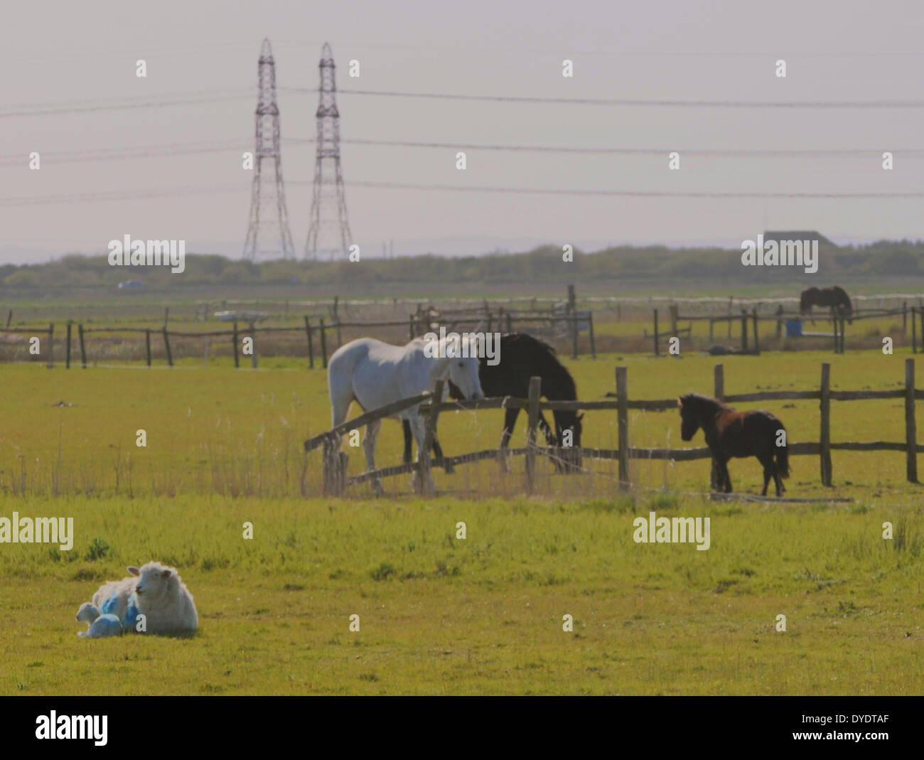 Romney Marsh, Kent, UK..15 April 2014..Tranquil scene on a bright but cool breezy day near Dungeness.. Stock Photo