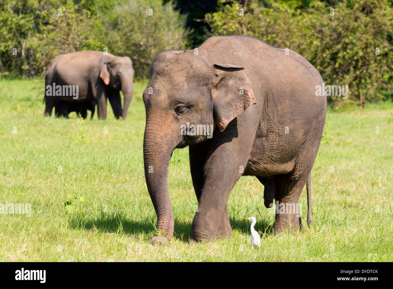 Wild Elephants in Yala National Park, Sri Lanka 11 Stock Photo