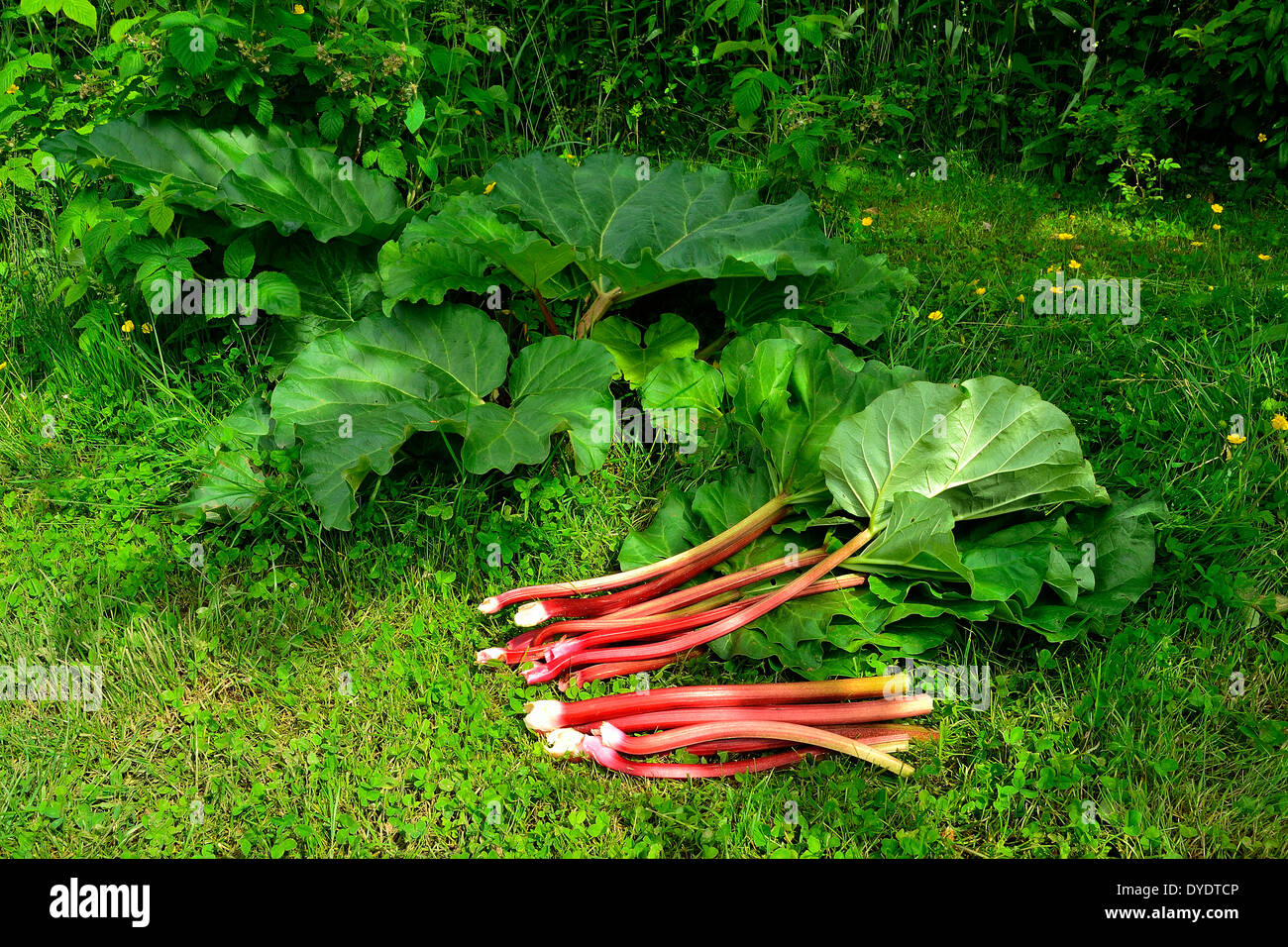 Crop of stems of rhubarb (Rheum rhaponticum), in may. Stock Photo