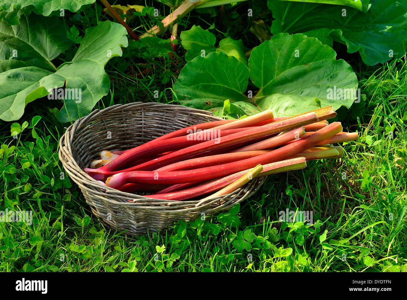 Crop of stems of rhubarb in a small basket (Potager de Suzanne, Le Pas, in  Mayenne department, Pays de la Loire, France Stock Photo - Alamy