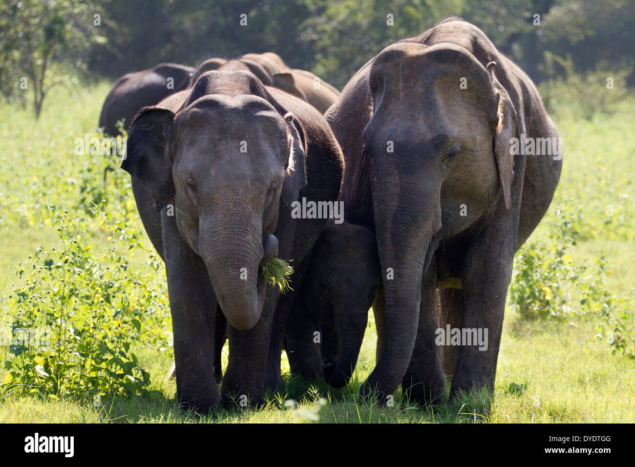Wild Elephants in Yala National Park, Sri Lanka 5 Stock Photo