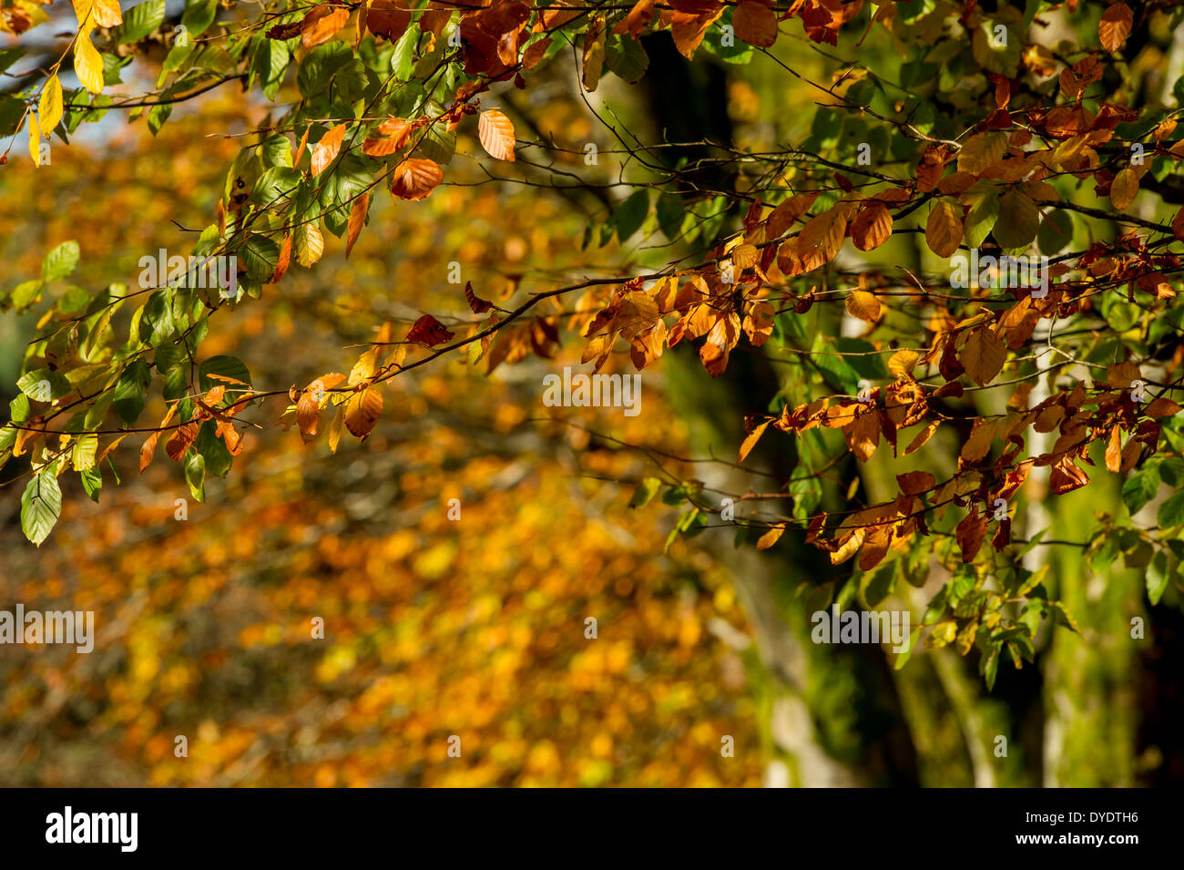 Autumn light on copper beech trees on Exmoor, UK Stock Photo Alamy