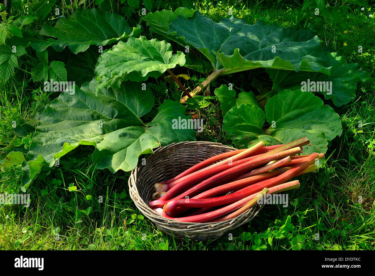 Crop of stems of rhubarb in a small basket (Potager de Suzanne, Le Pas, in Mayenne department, Pays de la Loire, France). Stock Photo