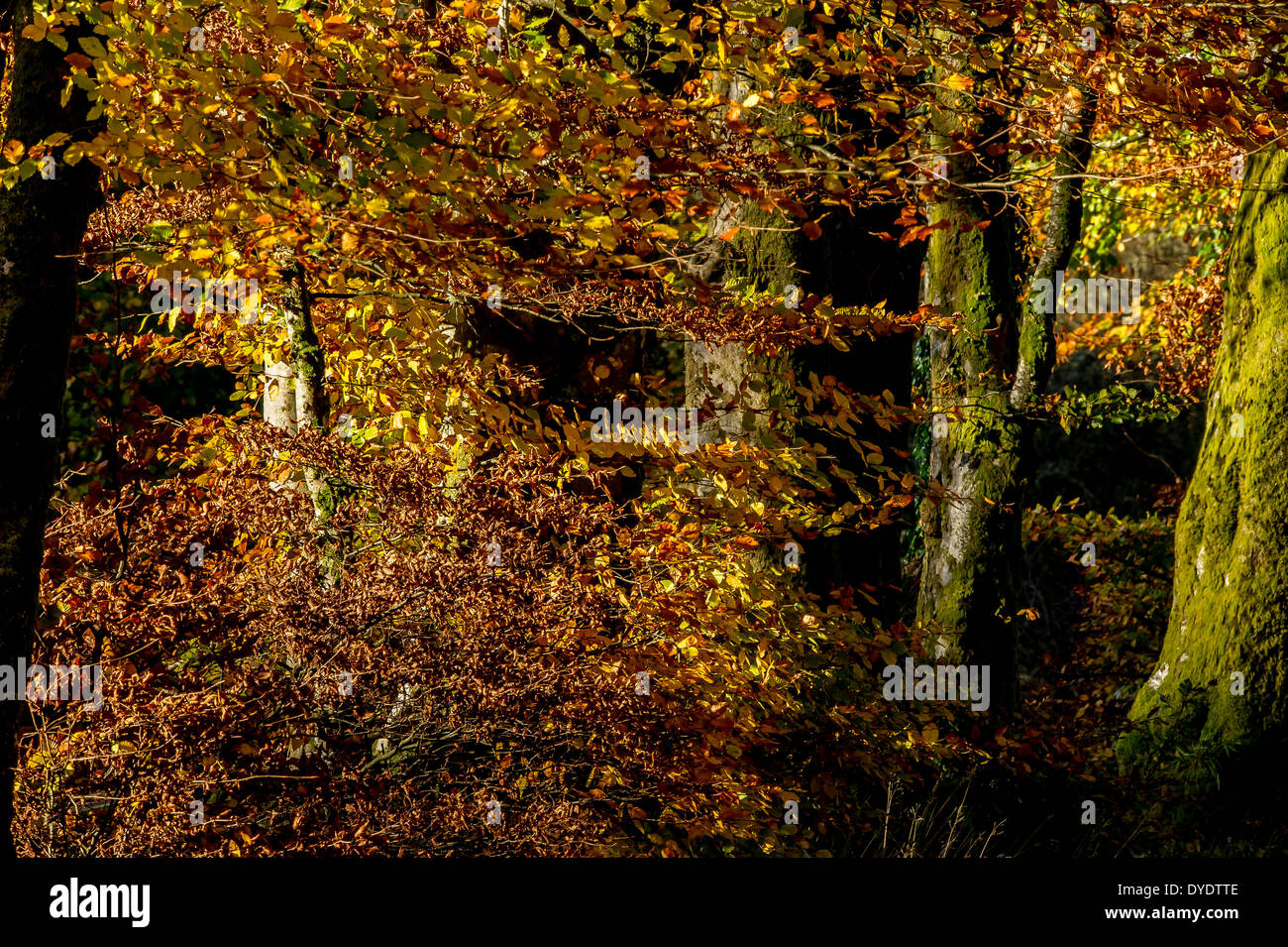 Autumn light on copper beech trees on Exmoor, UK Stock Photo Alamy