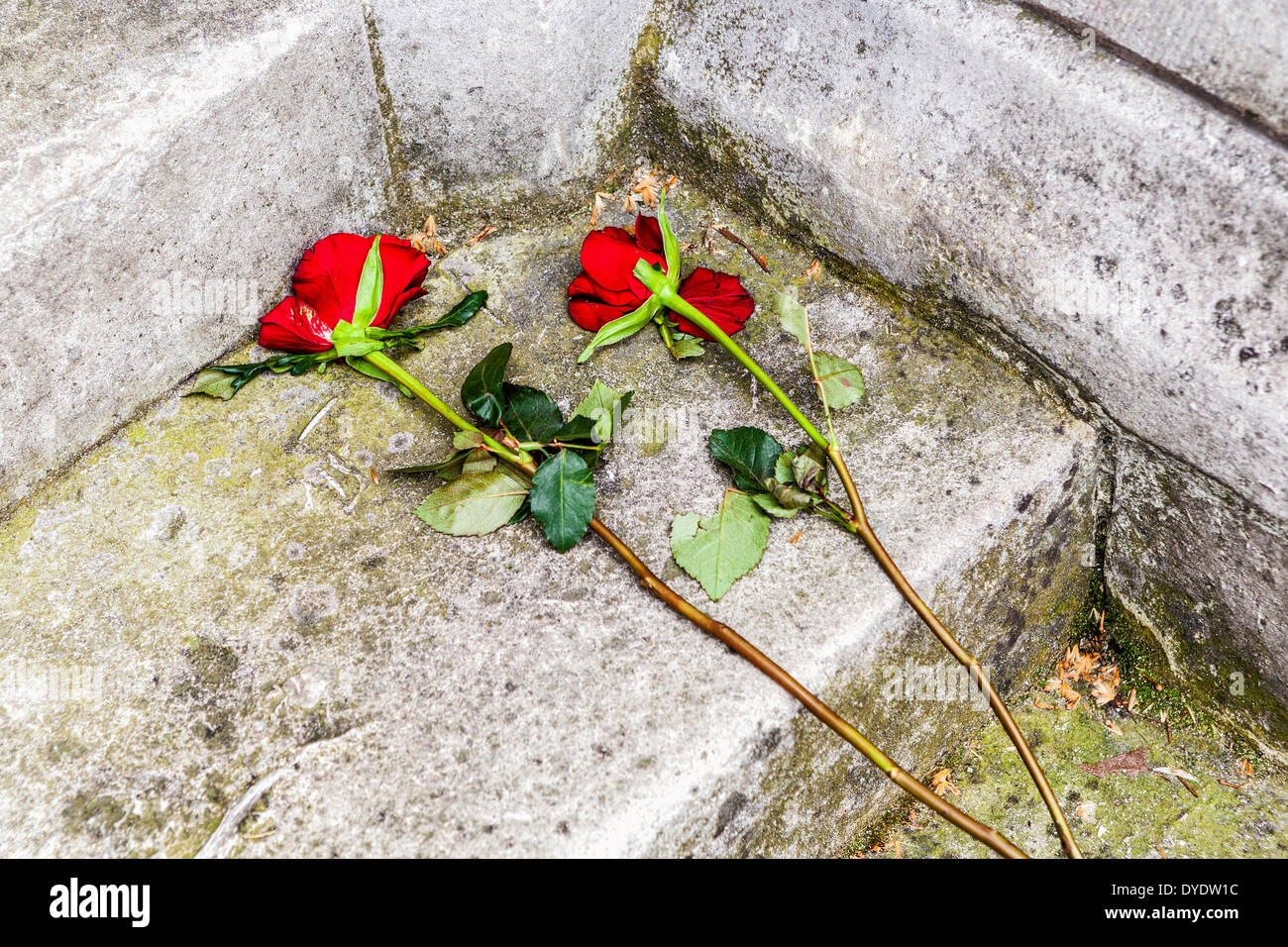 Dying Roses Stock Photos & Dying Roses Stock Images Alamy