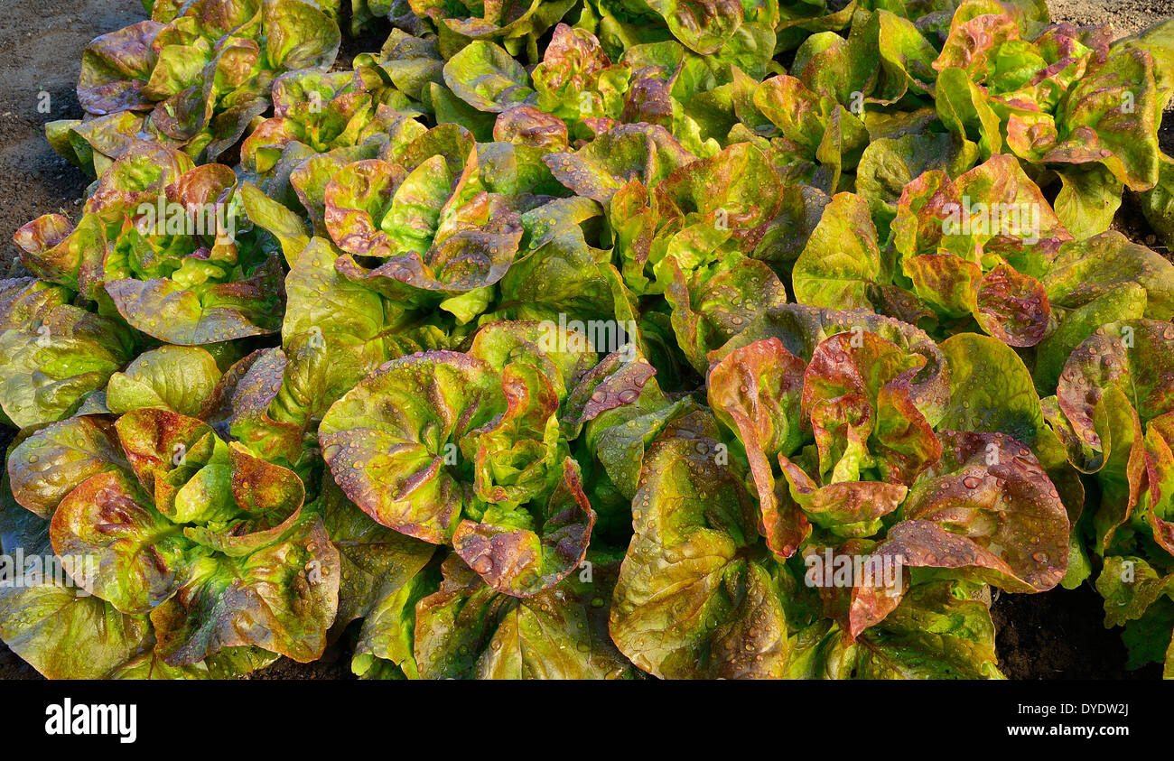 Laitue batavia rouge grenobloise hires stock photography and images Alamy