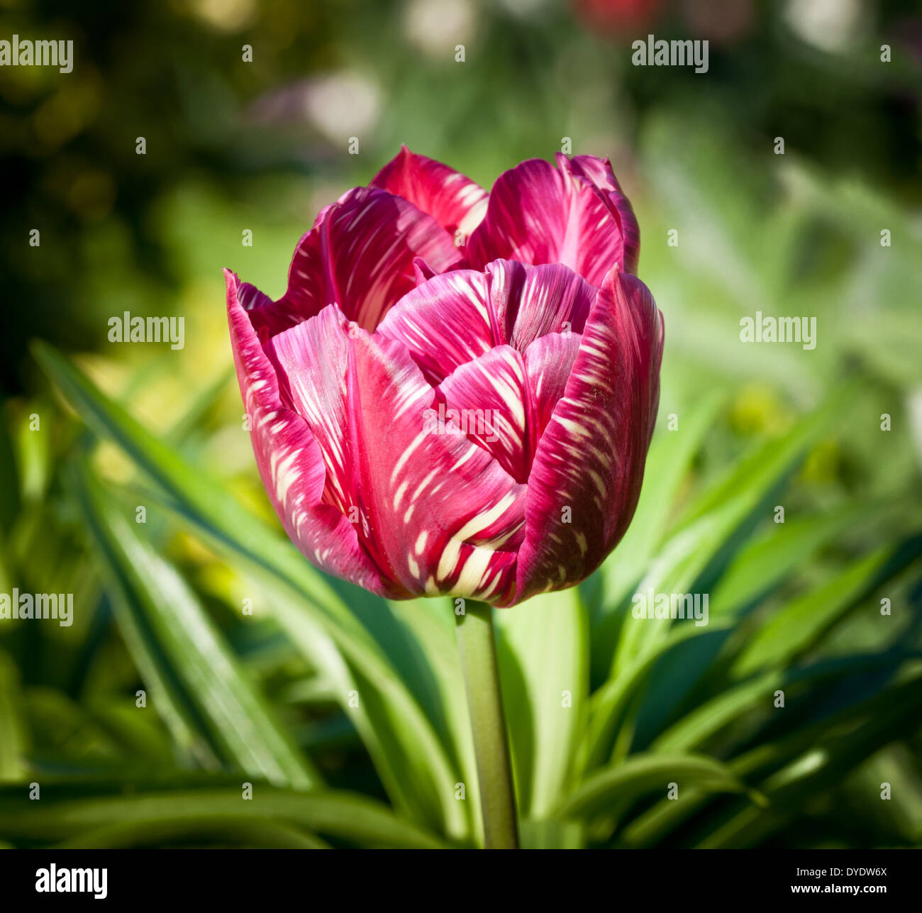 Purple and White Tulip in Full Bloom Stock Photo