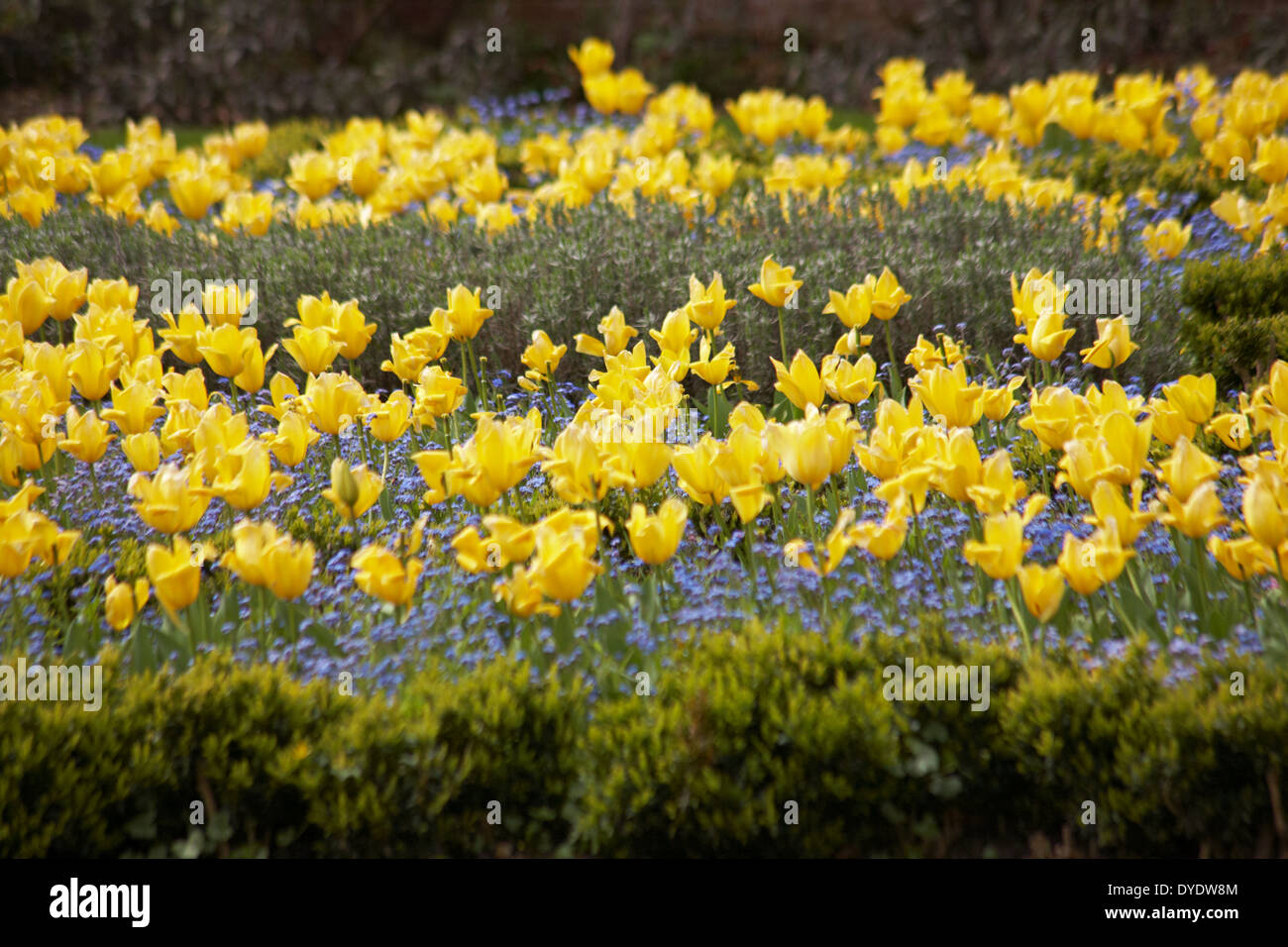 contrasting yellow tulips and blue forget me nots in flower beds in April Stock Photo