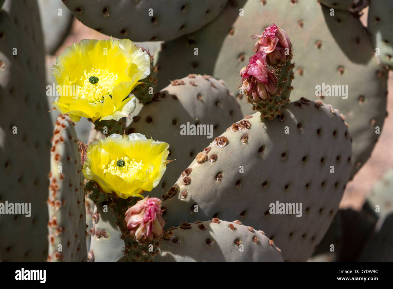 Pricklypear flowering, Desert Botanical Gardens, Phoenix, Arizona, USA Stock Photo