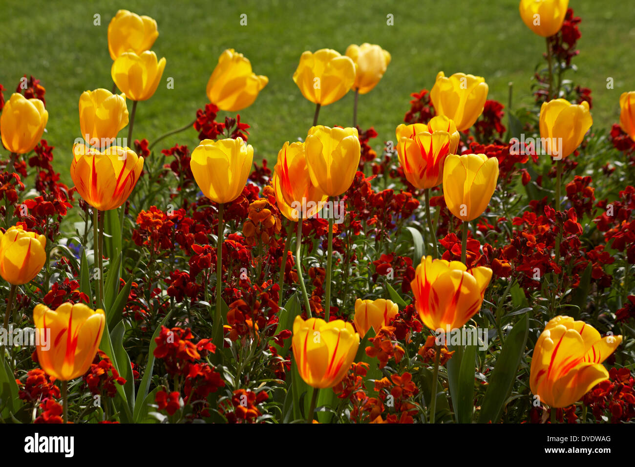colourful Spring tulips and wallflowers in flower beds at Bournemouth
