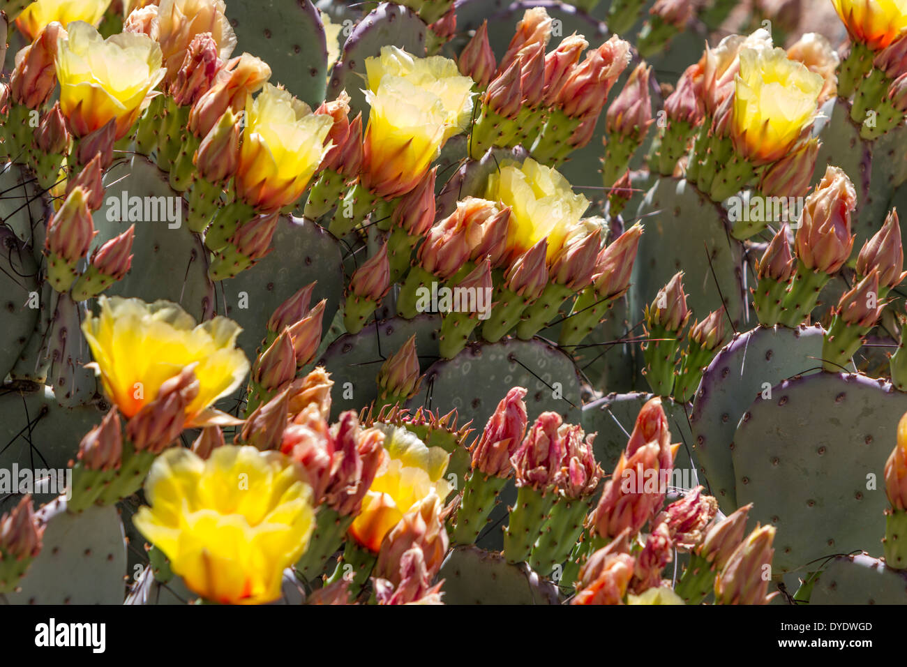 Pricklypear flowering, Desert Botanical Gardens, Phoenix, Arizona, USA Stock Photo