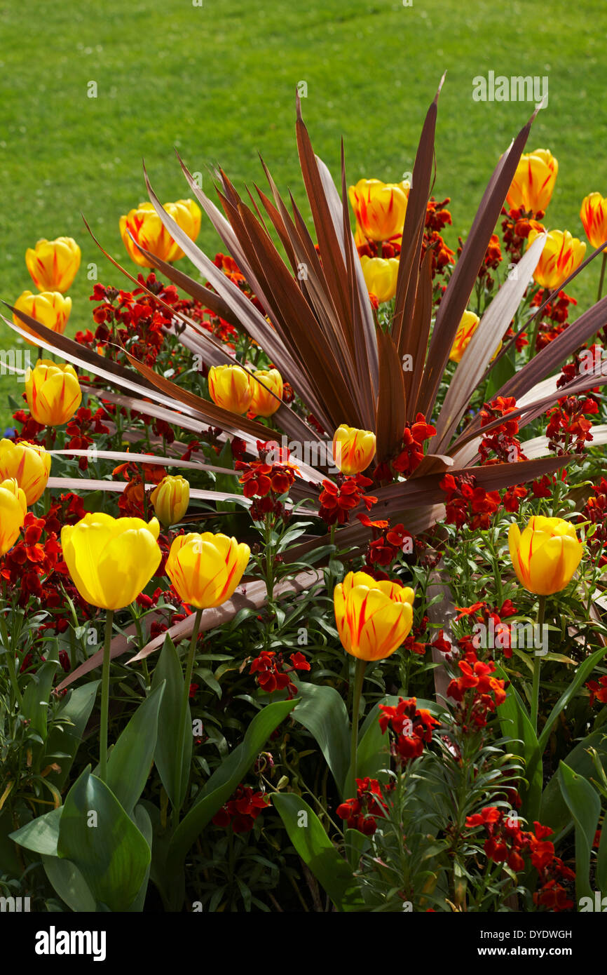 colourful Spring tulips, cordyline and wallflowers in flower beds at