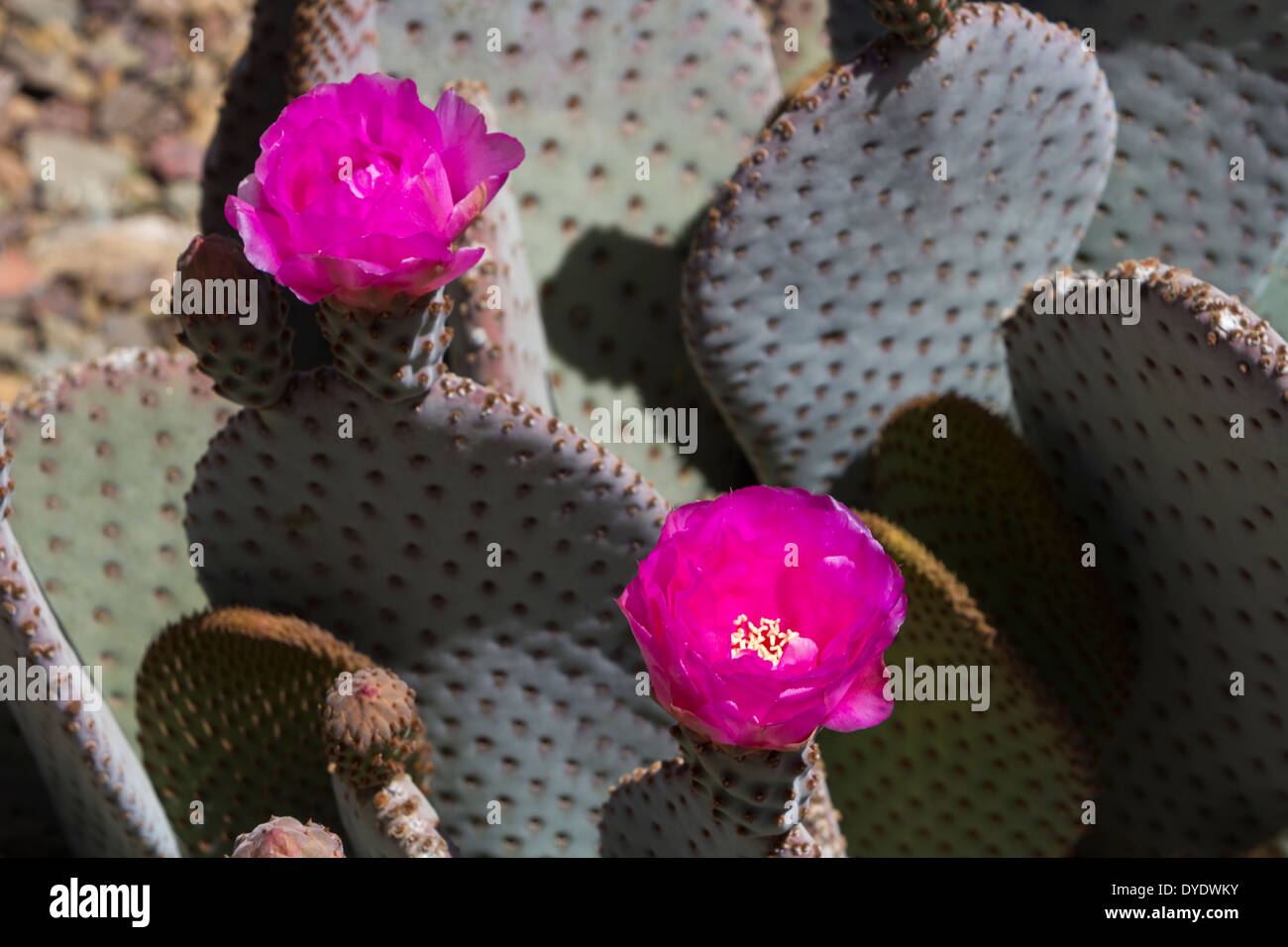 Beavertail Pricklypear flowering, Desert Botanical Gardens, Phoenix, Arizona, USA Stock Photo