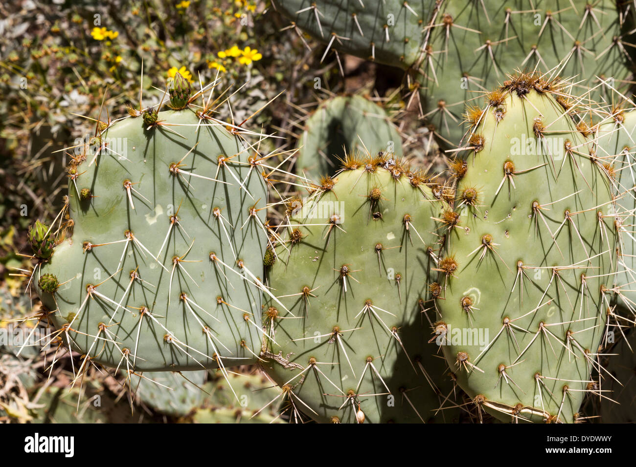 Engelmann's Pricklypear, Desert Botanical Gardens, Phoenix, Arizona, USA Stock Photo