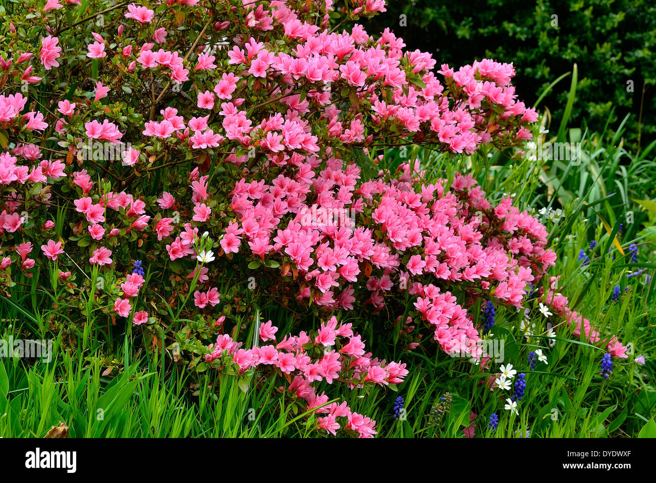 Azalea japonica in bloom in a garden. Stock Photo