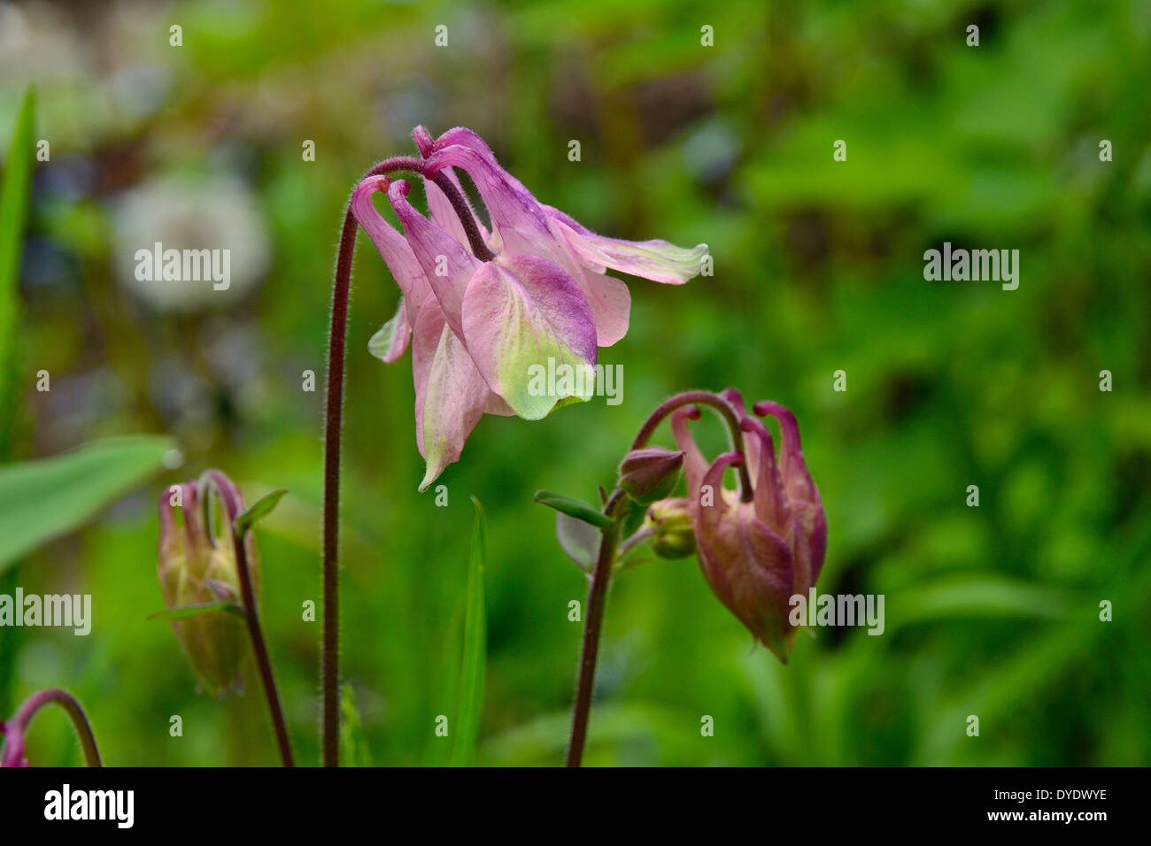Columbine (Aquilegia) in bloom in a garden. Stock Photo