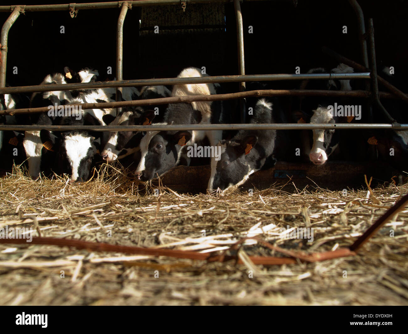 Young dairy cows in barn, europe Stock Photo Alamy