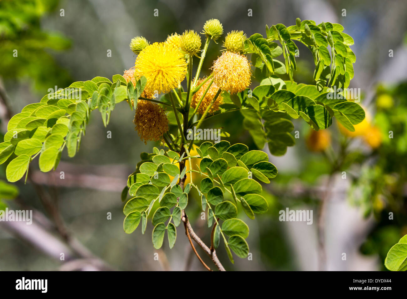 Goldenball Lead Tree, Desert Botanical Gardens, Phoenix, Arizona, USA