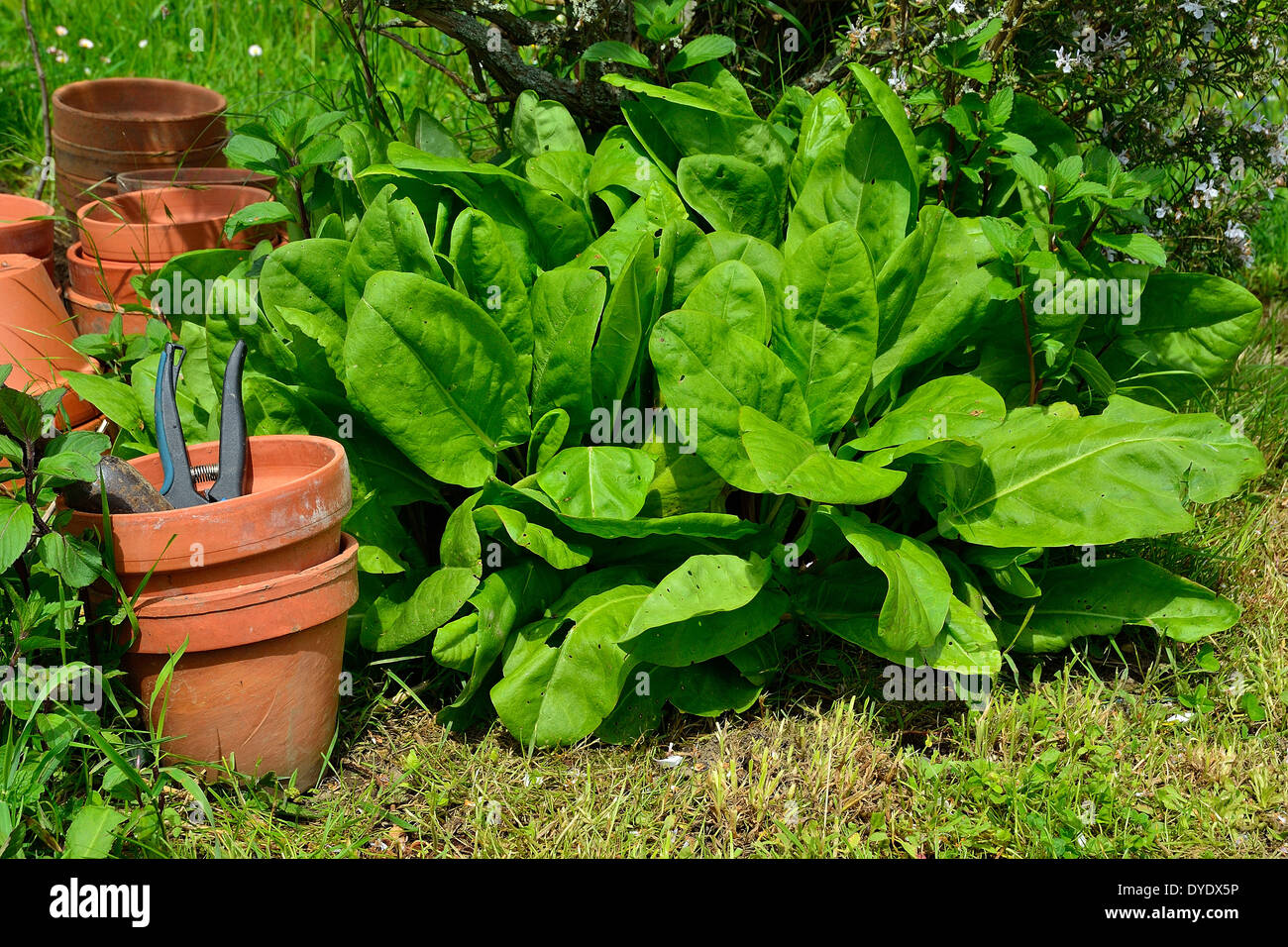 Garden sorrel leaves (Rumex acetosa) in a vegetable garden. Stock Photo