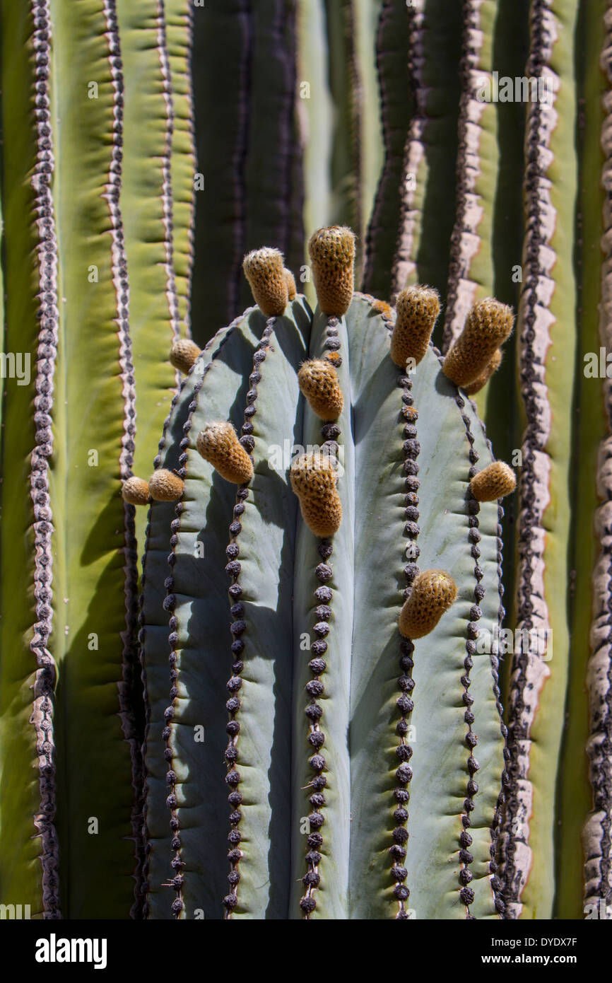 Cardon Cactus, Desert Botanical Gardens, Phoenix, Arizona, USA Stock