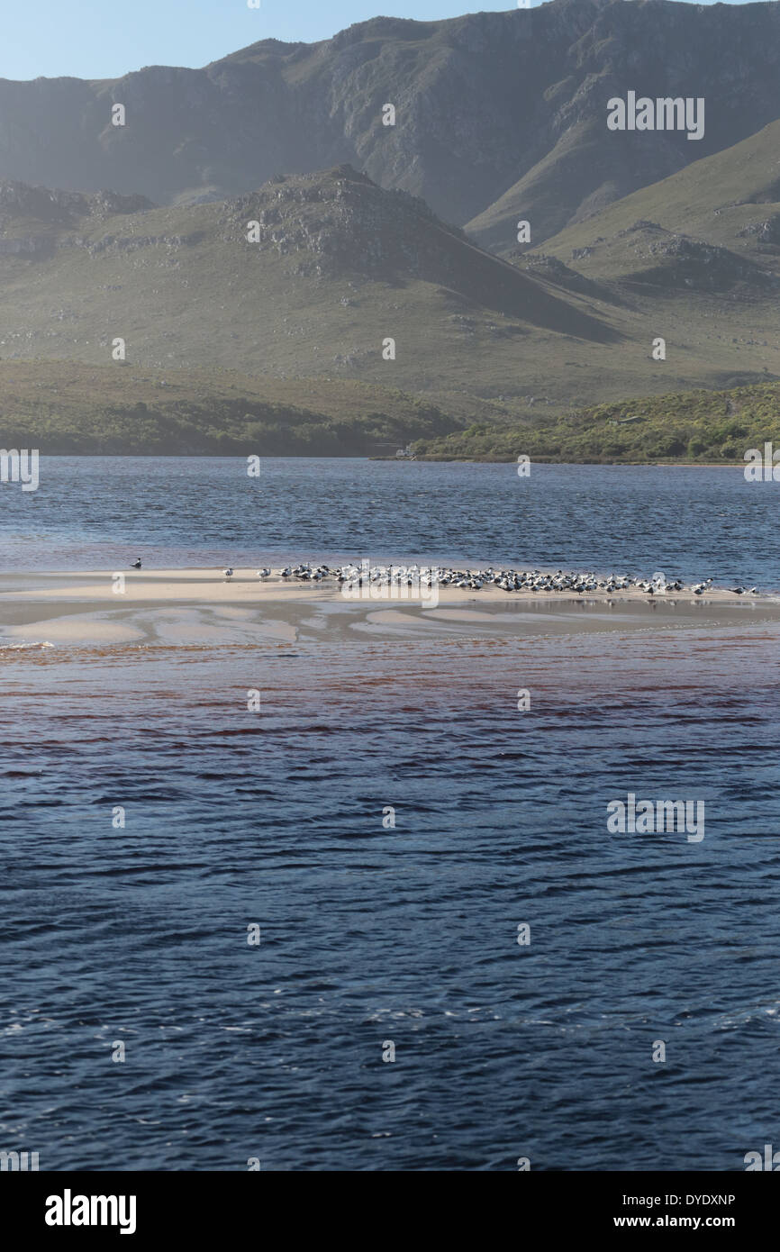 Sand bank and birds in the Palmiet River lagoon, Kleinmond Stock Photo
