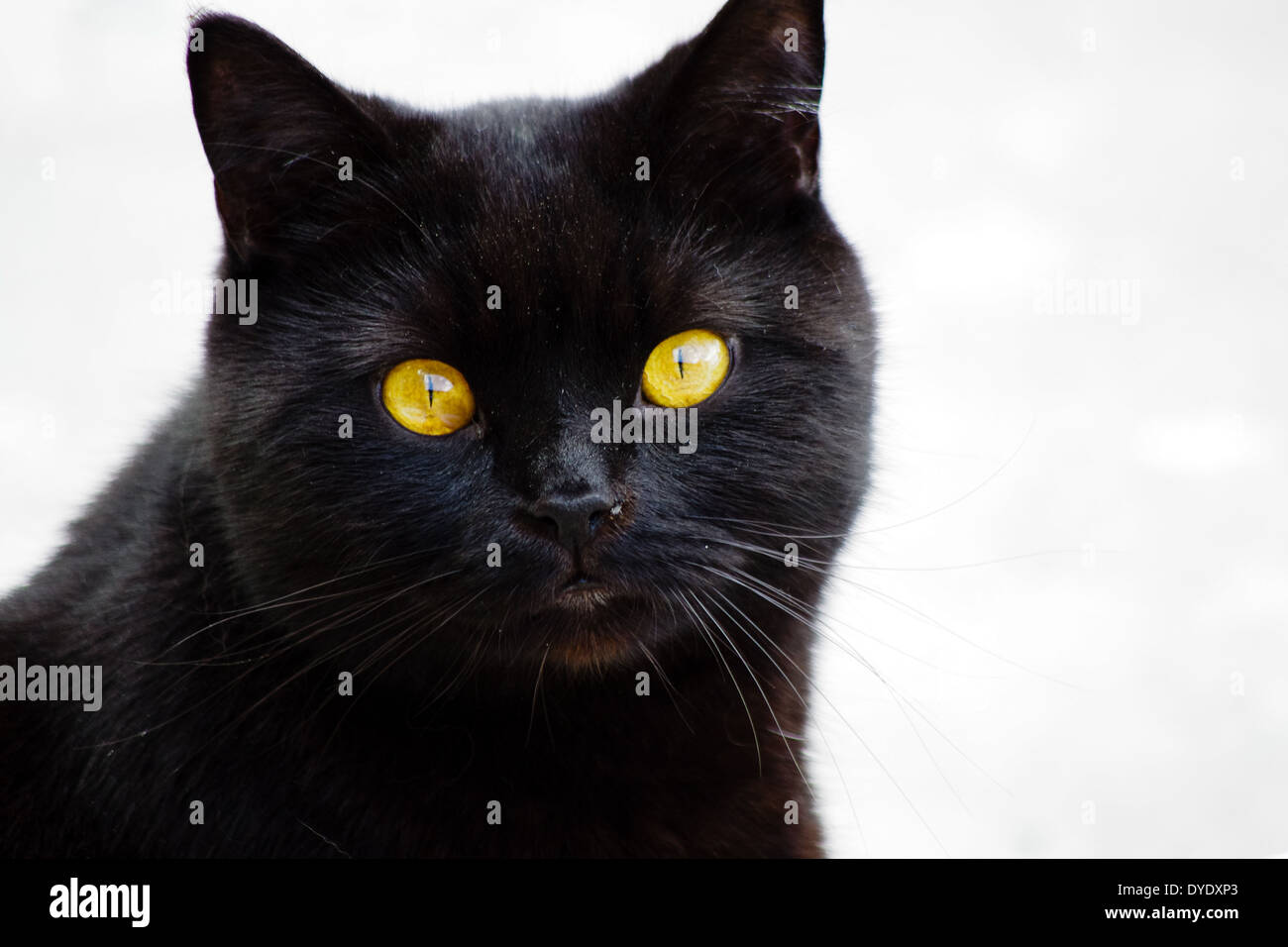 Close Up Of Black British Shorthair Cat With Large Round Head