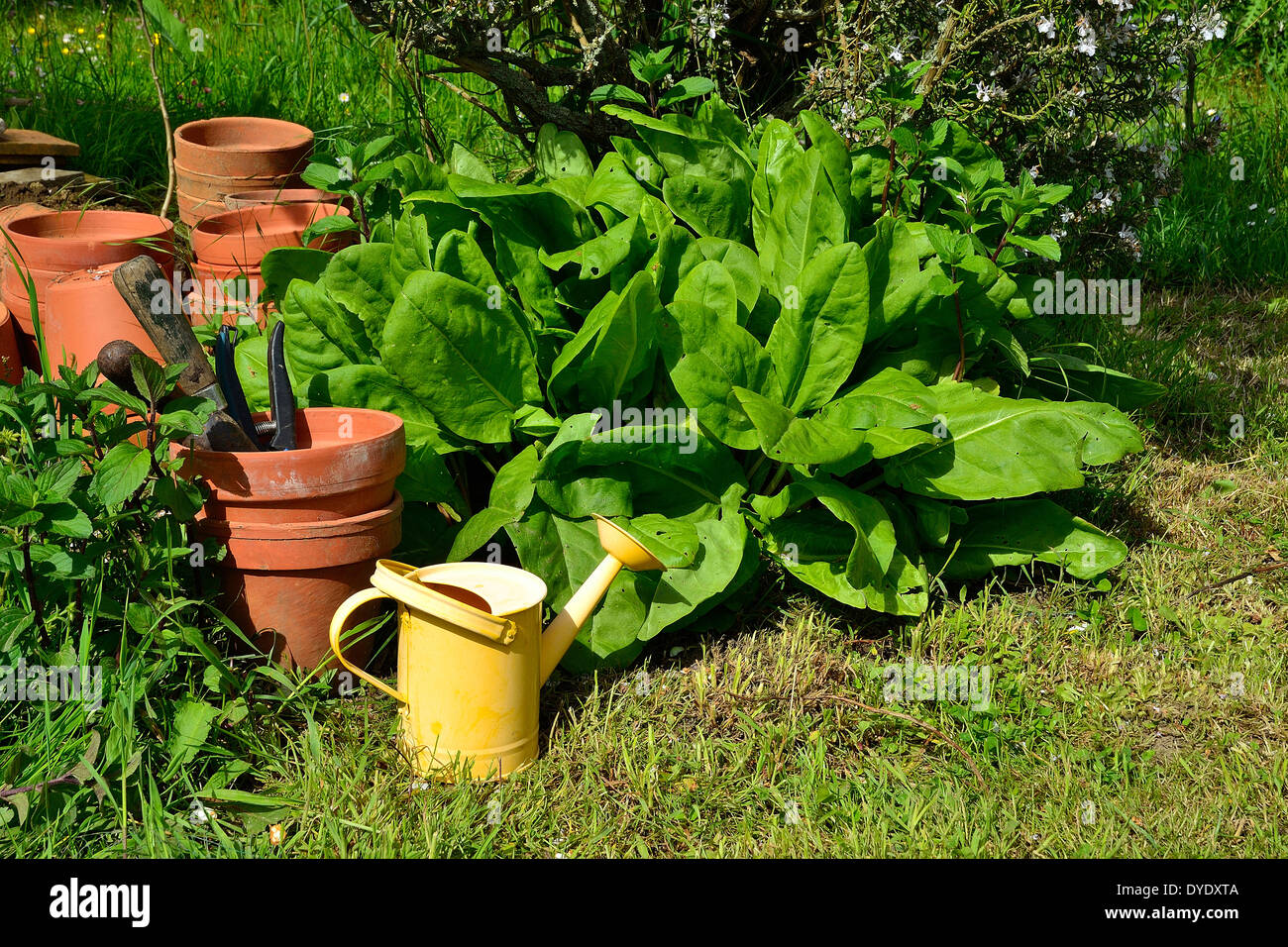Rumex acetosa in a vegetable garden Stock Photo