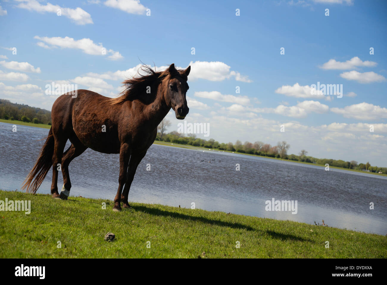 Port meadow oxford horses hires stock photography and images Alamy