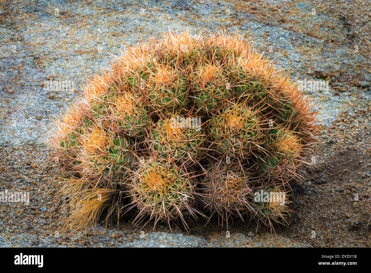 Barrel cactus in the Alabama Hills, Owen's Valley, California USA Stock Photo