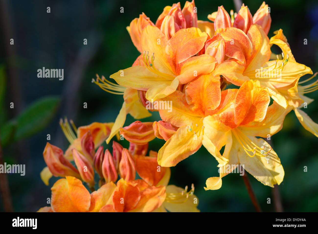 Azalea mollis detail of yellow and orange flowers Stock Photo