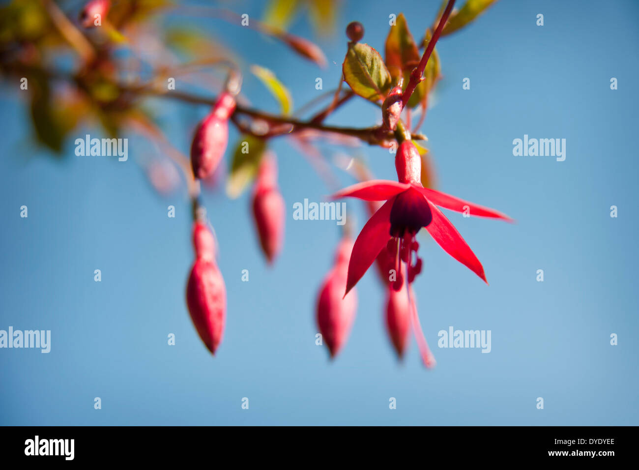 a close up shot of a fuchsia flower in front of a bright blue sky Stock Photo