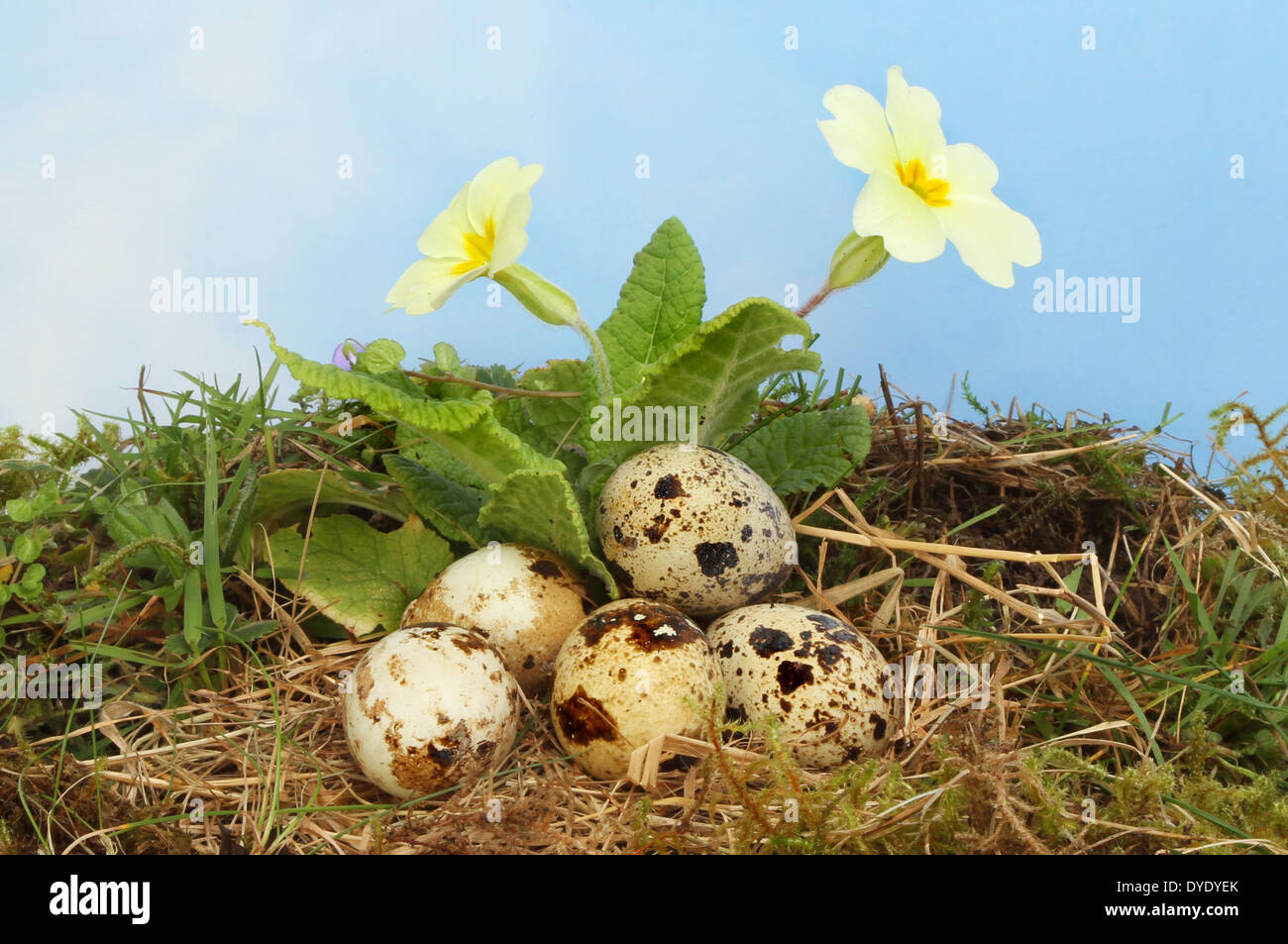 Birds eggs in a nest of straw and moss underneath a flowering primrose against a blue sky with hazy white cloud Stock Photo