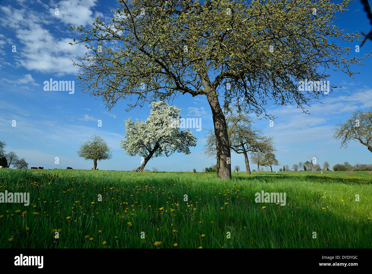 A meadow with apple trees (north Mayenne, France). Stock Photo
