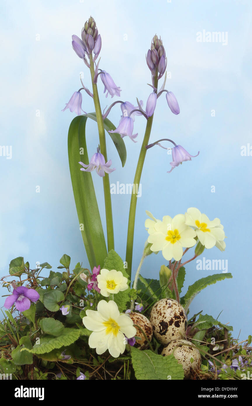 Spring flowers and birds eggs against a blue sky with hazy white cloud Stock Photo
