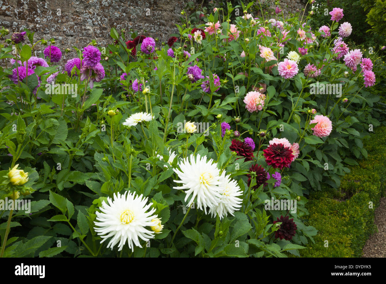 A border edged with box and filled with a mixture of brightly coloured dahlias growing within the walled garden of Rousham House, Oxfordshire, England Stock Photo