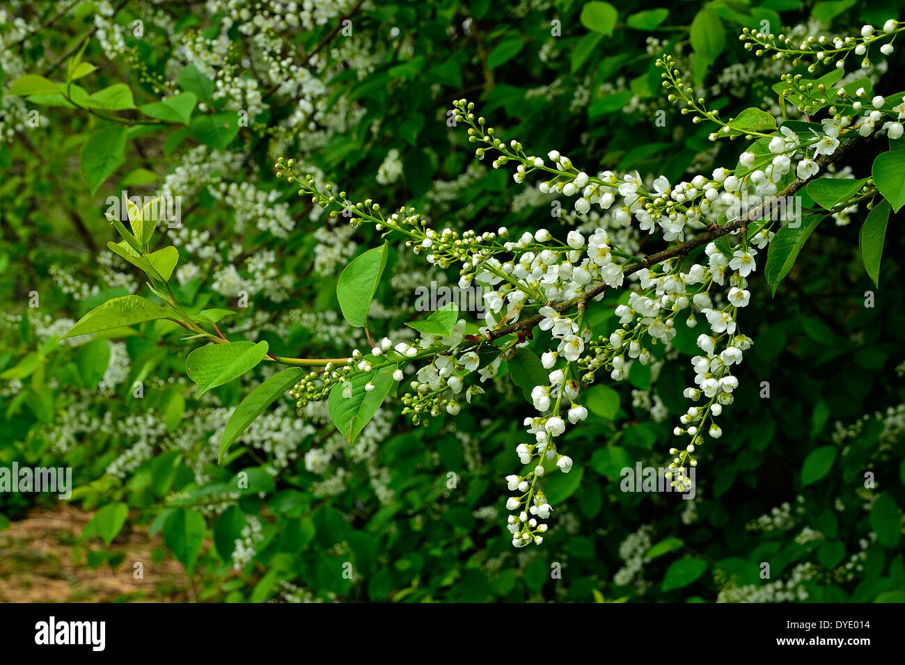 Bird Cherry or Hackberry (Prunus padus, Padus avium), flowering branch. Stock Photo