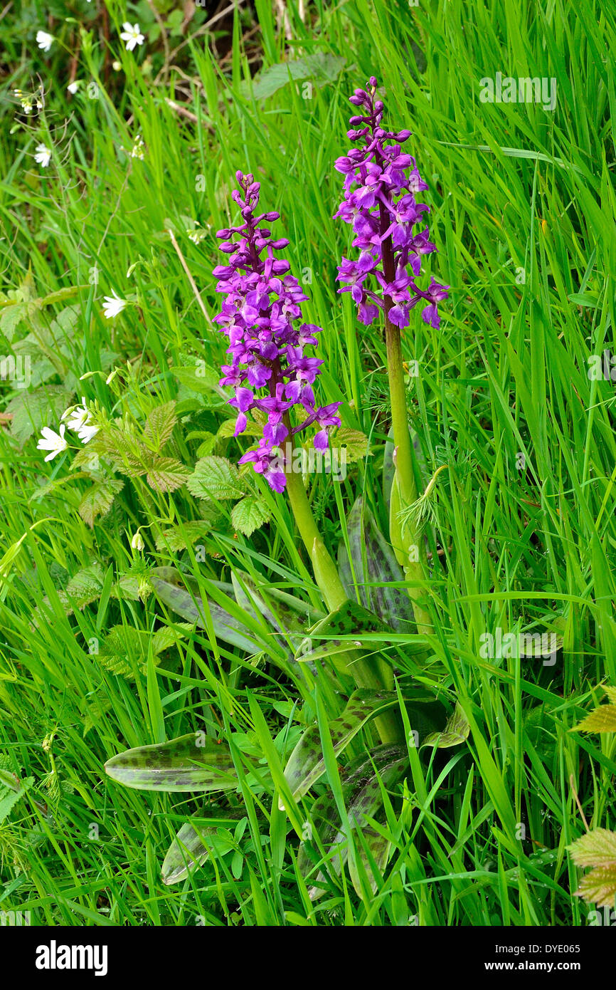 Early Purple Orchids (Orchis mascula) in flower, on a slope in roadside. Stock Photo