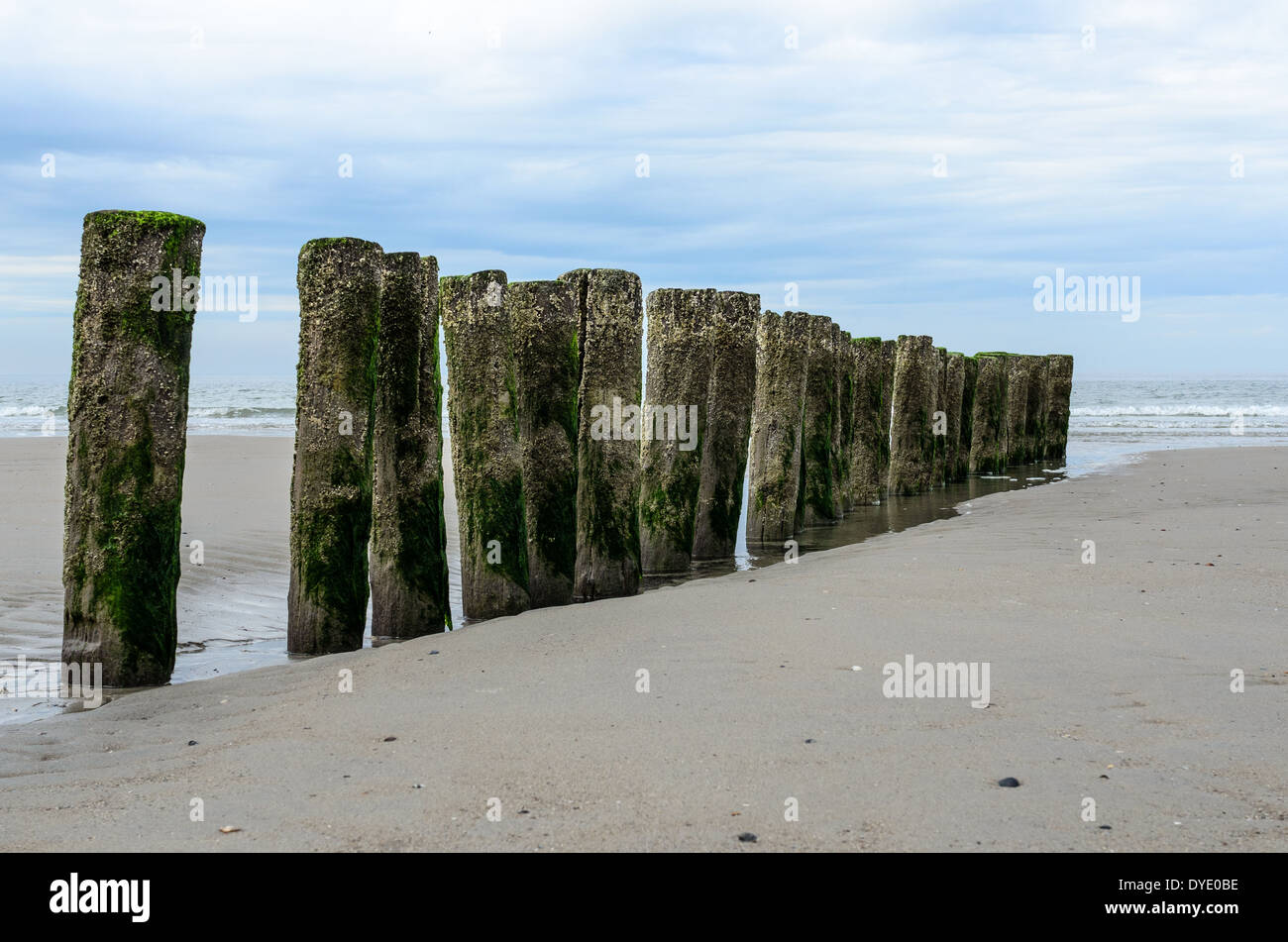 Wooden breakwaters on the beach in Nieuw Haamstede Zeeland Holland Stock Photo