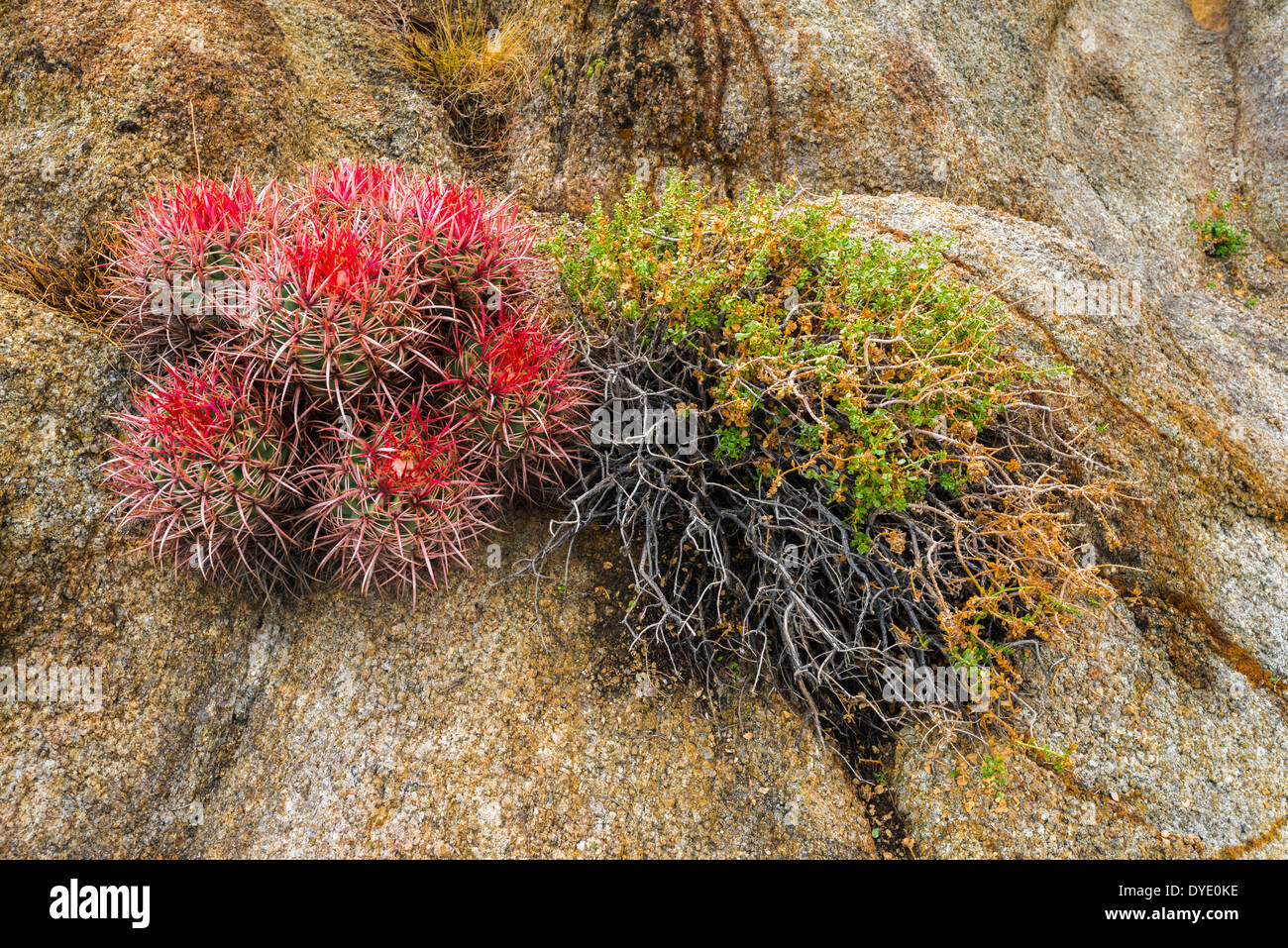 Barrel cactus in the Alabama Hills, Owen's Valley, California USA Stock Photo