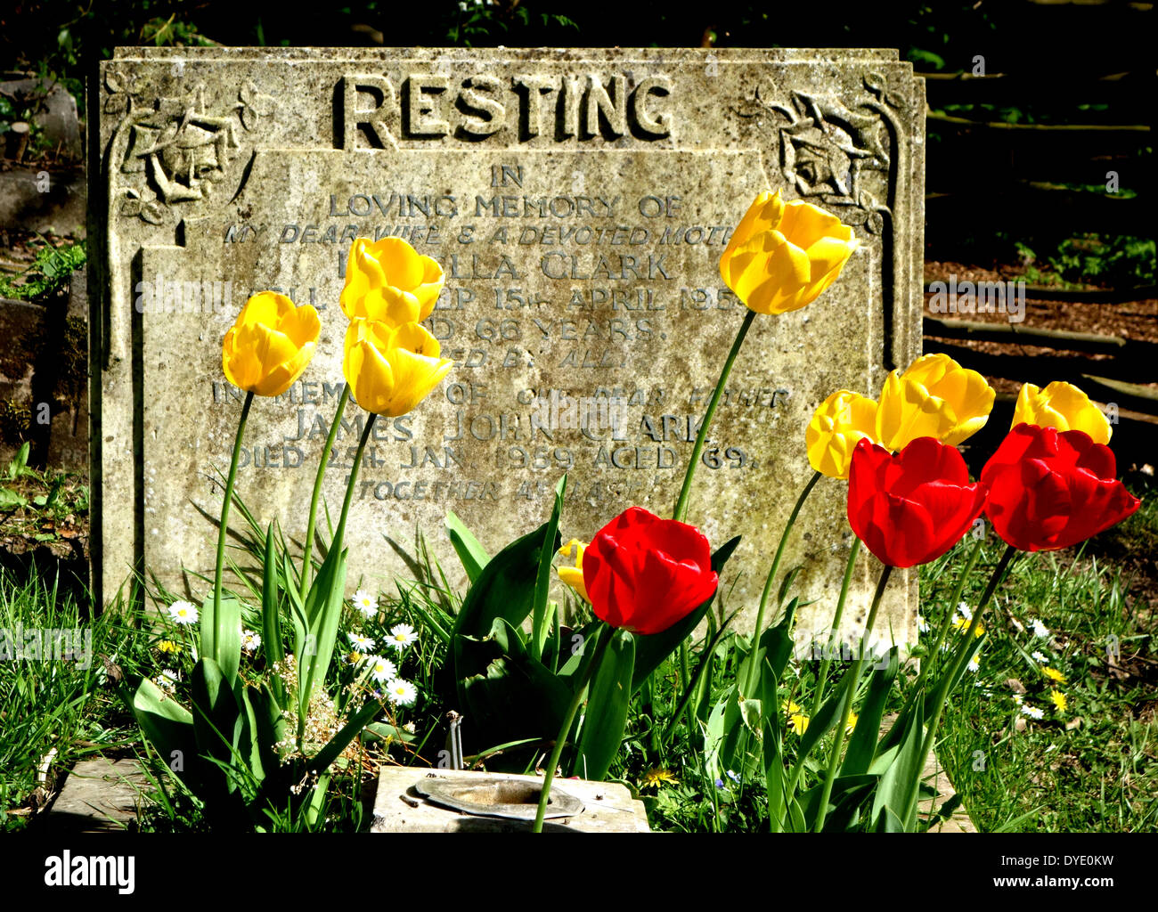 Tulips growing on grave in South London cemetery Stock Photo Alamy