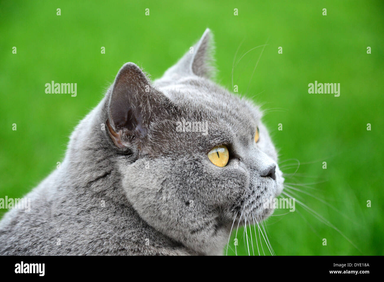 british blue cat portrait Stock Photo