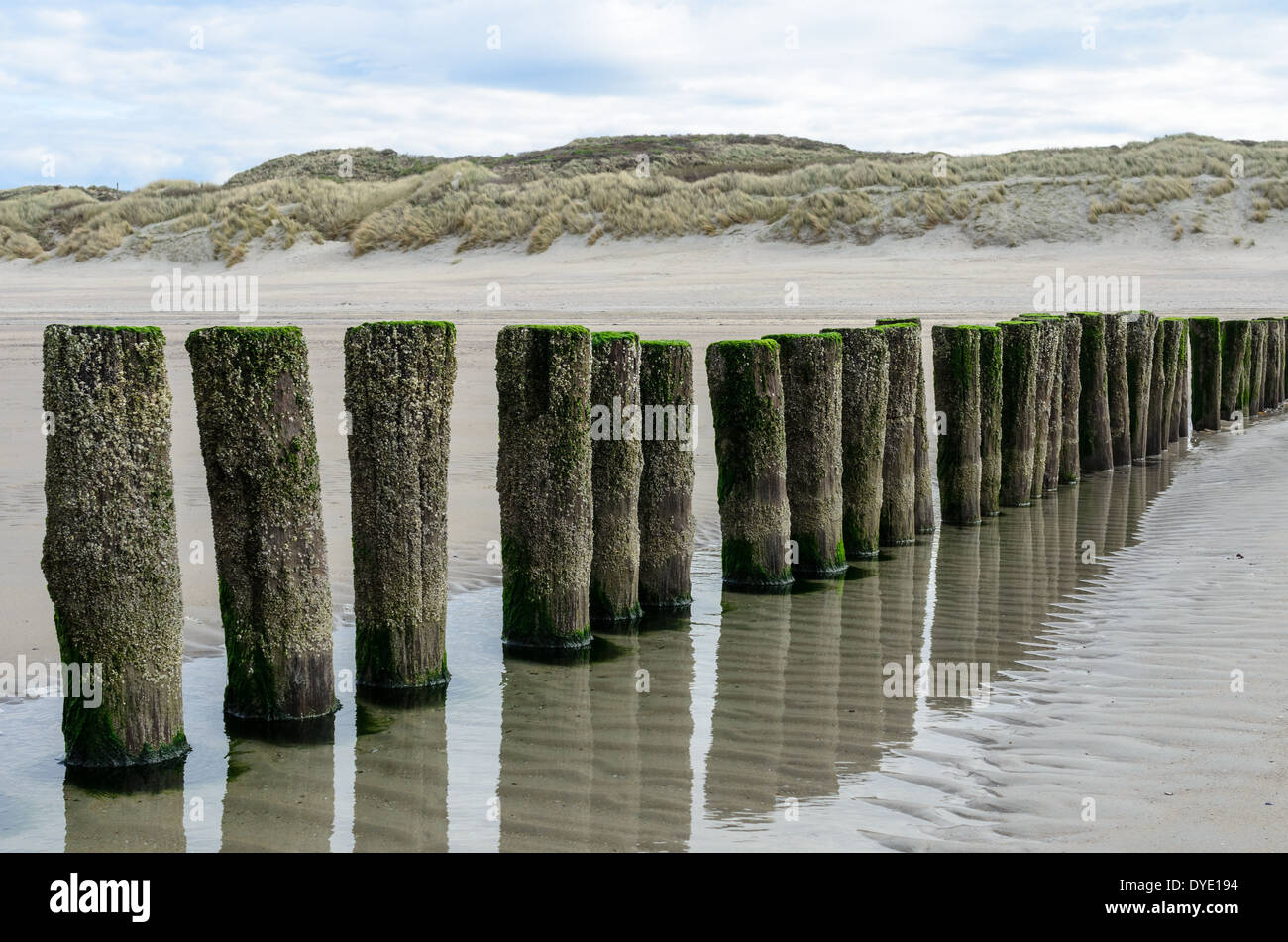 Wooden breakwaters on the beach in Nieuw Haamstede Zeeland Holland Stock Photo