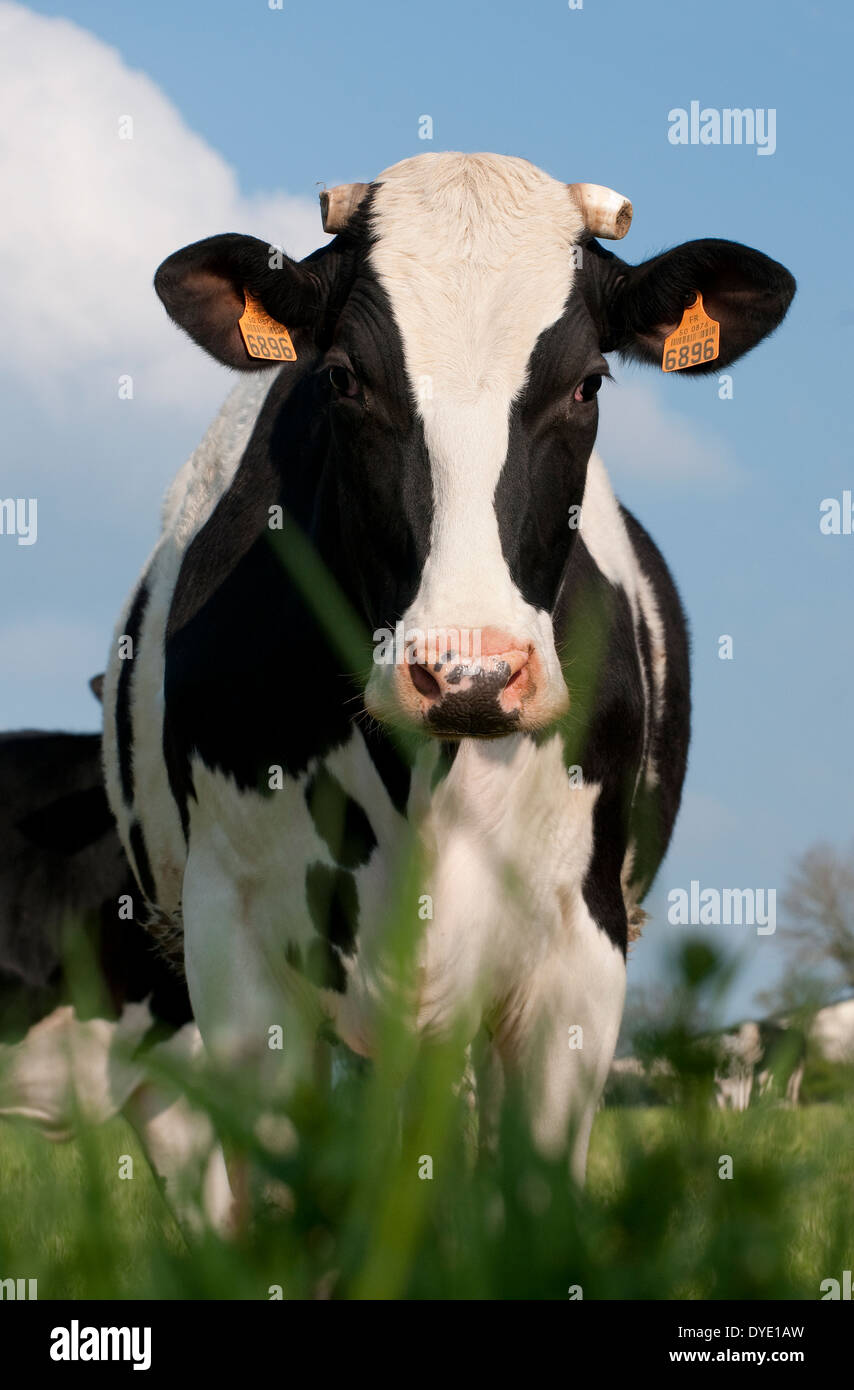cow standing in field, normandy, france Stock Photo
