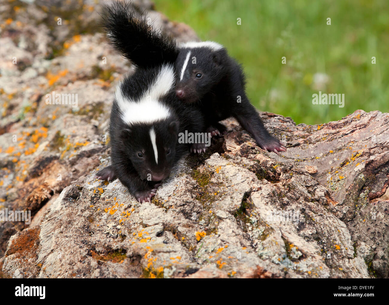 Baby skunks snuggling Stock Photo