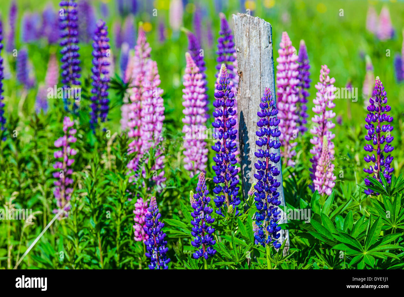 Lupins growing wild and flowering along the roadsides and streams or rural Prince Edward Island, Canada. Stock Photo