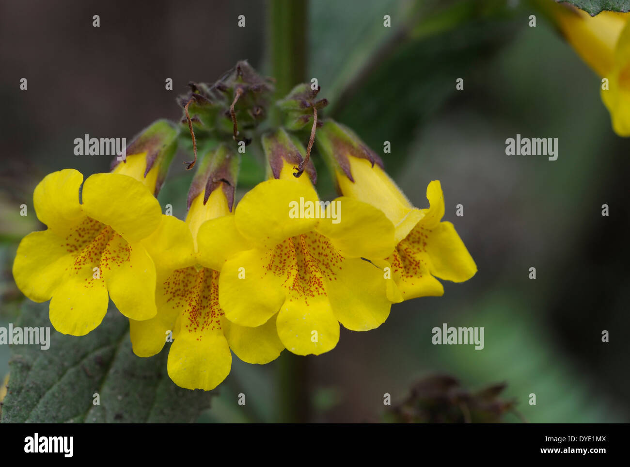 Orange flowers growing in a hedge on a dry hillside. Santa Catarina