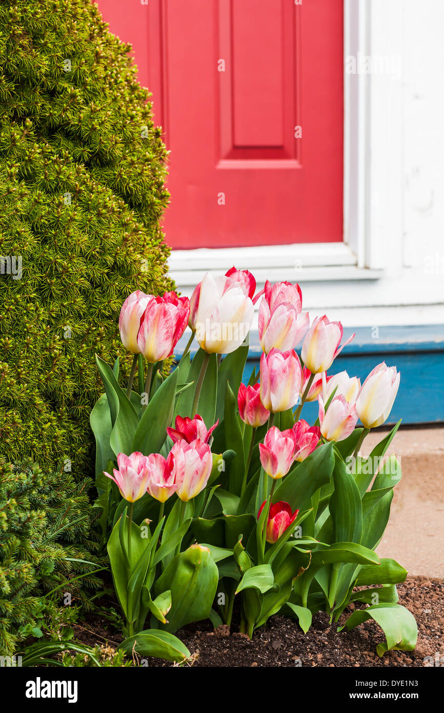 Pretty pink tulips flower beside the entrance to a home. Stock Photo