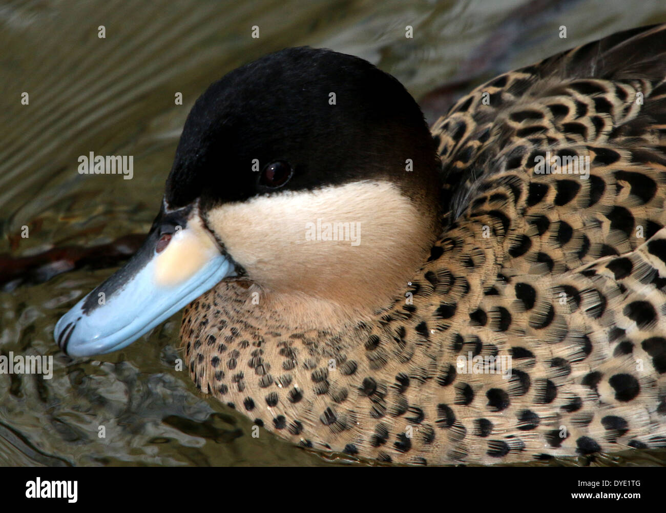Close-up of a Male Silver Teal (Anas versicolor) swimming Stock Photo