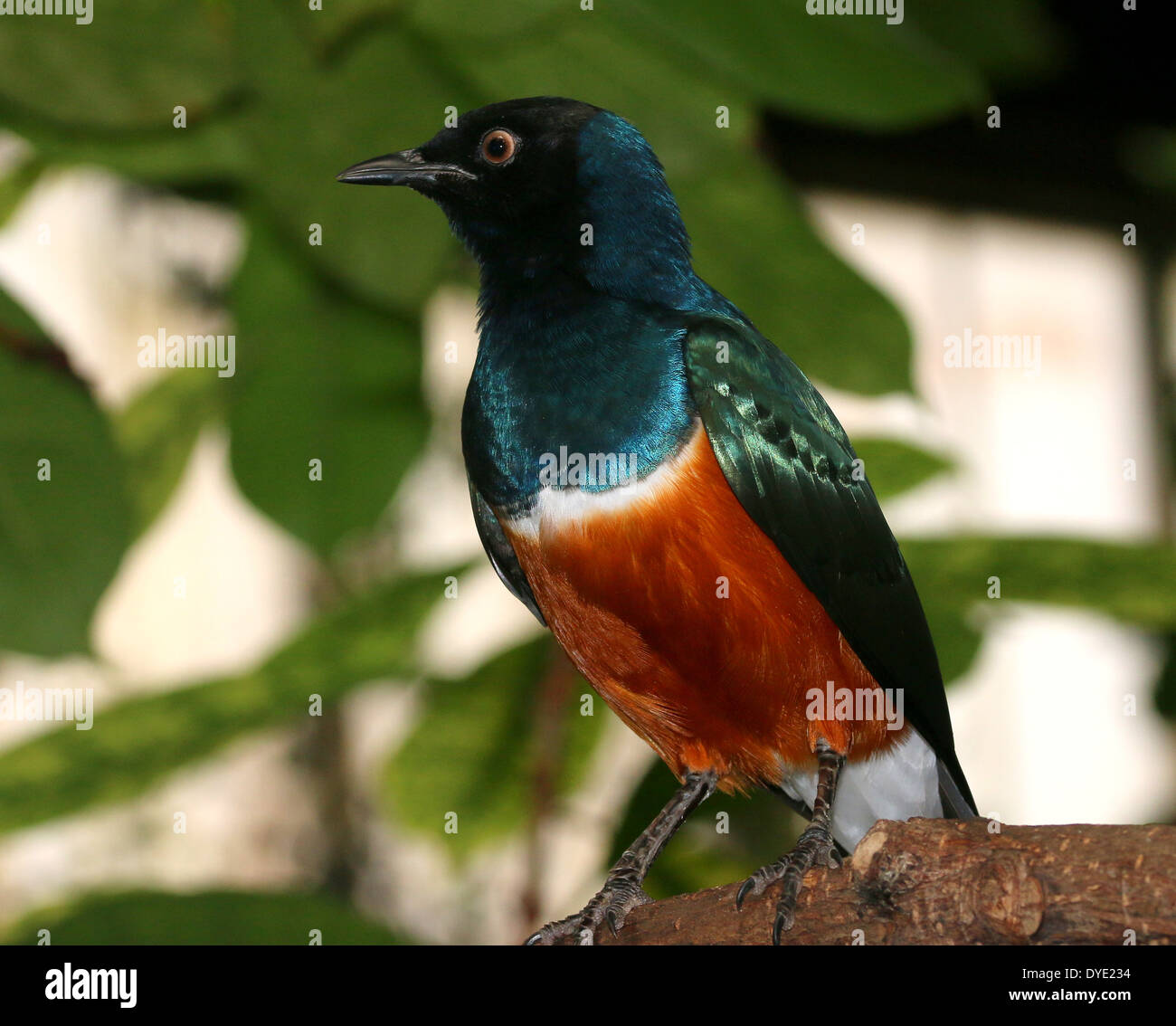 East African Superb Starling ( Lamprotornis superbus) Stock Photo